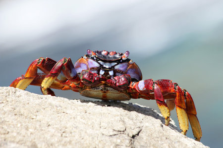 red rock crab, Gran Canaria, Spain