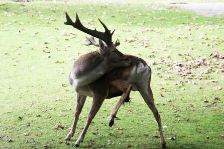 Fallow deer, Gran Canaria, Spainの写真素材