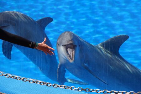 Dolphin, Gran Canaria, Spainの写真素材