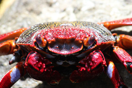 red rock crab, Gran Canaria, Spainの写真素材