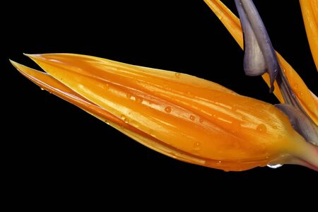 Strelitzia, Gran Canaria, Spainの写真素材