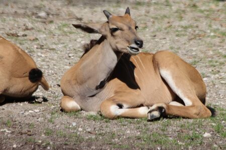 Greater kudu, Gran Canaria, Spainの写真素材