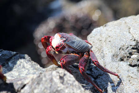 red rock crab, Gran Canaria, Spainの写真素材