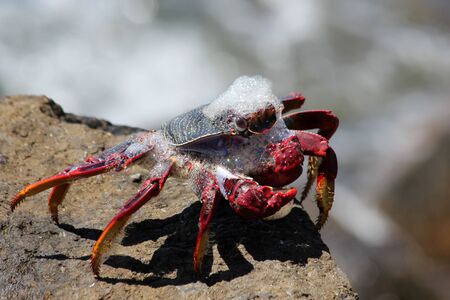 red rock crab, Gran Canaria, Spainの写真素材