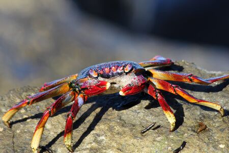red rock crab, Gran Canaria, Spainの写真素材