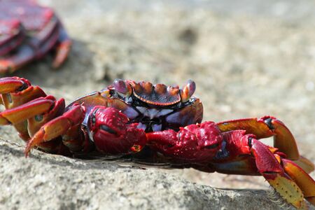 red rock crab, Gran Canaria, Spainの写真素材