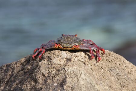 red rock crab, Gran Canaria, Spainの写真素材
