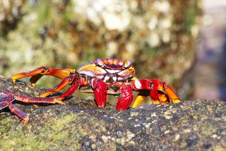 red rock crab, Gran Canaria, Spainの写真素材
