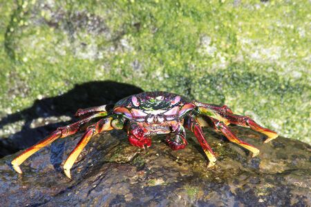 red rock crab, Gran Canaria, Spainの写真素材
