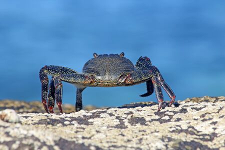 red rock crab, Gran Canaria, Spainの写真素材