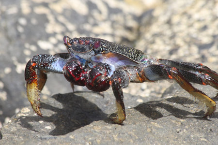 red rock crab, Gran Canaria, Spain