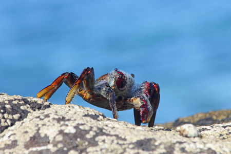 red rock crab, Gran Canaria, Spainの写真素材