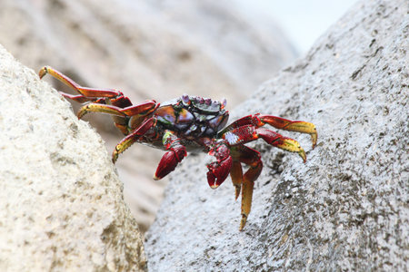 red rock crab, Gran Canaria, Spain