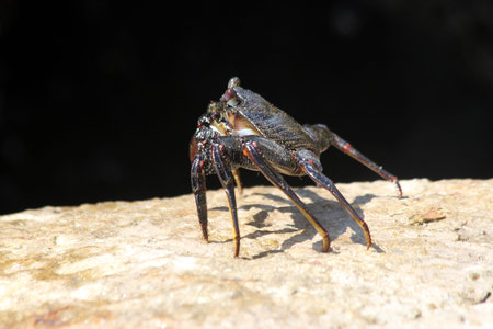 red rock crab, Gran Canaria, Spain
