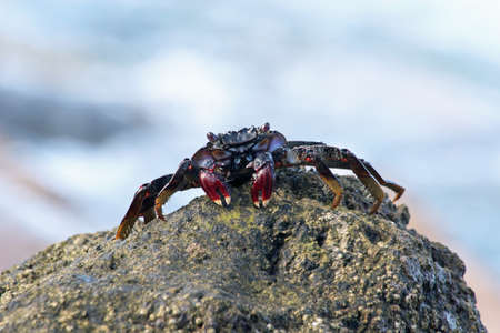 red rock crab, Gran Canaria, Spainの写真素材