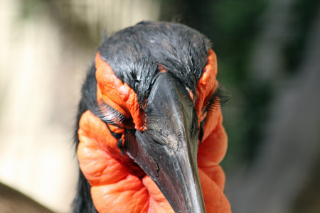 southern ground-hornbill, Gran Canaria, Spainの写真素材