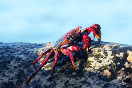 red rock crab, Gran Canaria, Spain
