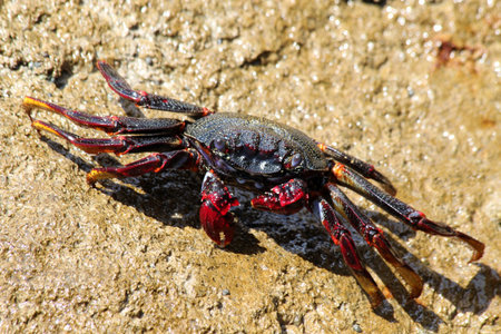 red rock crab, Gran Canaria, Spain