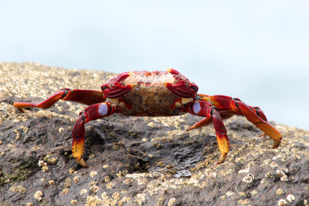 red rock crab, Gran Canaria, Spain