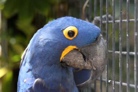 hyacinth macaw, Gran Canaria, Spain