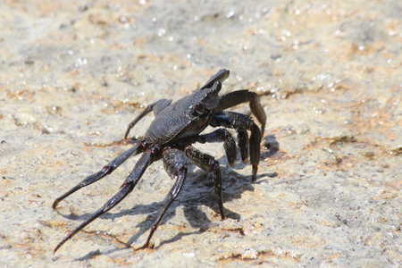 red rock crab, Gran Canaria, Spain