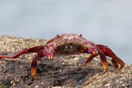 red rock crab, Gran Canaria, Spainの写真素材