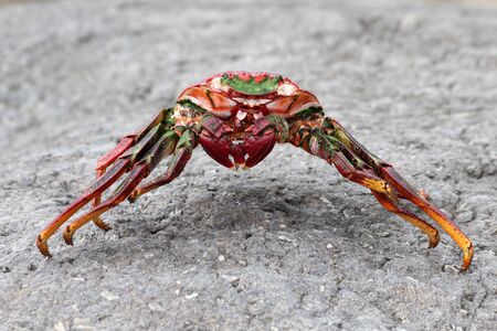 Dead red rock crab, Gran Canaria, Spainの写真素材