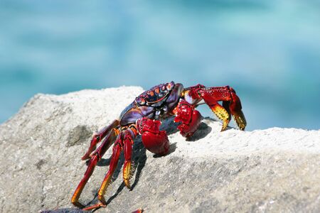 Red rock crab, Gran Canaria, Spainの写真素材