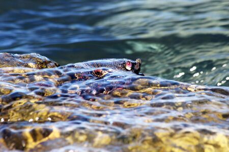 red rock crab, Gran Canaria, Spainの写真素材