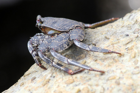 red rock crab, Gran Canaria, Spainの写真素材