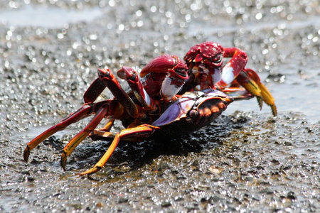 red rock crab