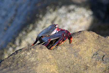 red rock crab
