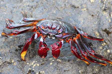 red rock crabの写真素材