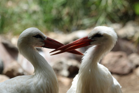 White storkの写真素材