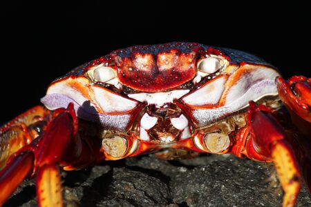 red rock crabの写真素材