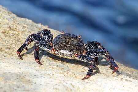 red rock crab on the rockの写真素材