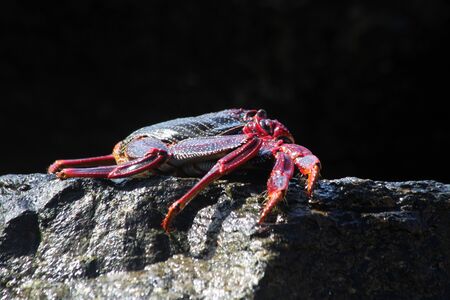 red rock crab on the rockの写真素材