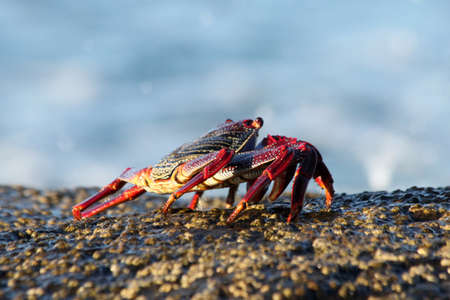 Red rock crabの写真素材