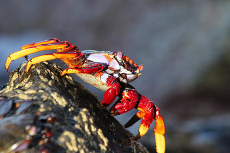 red rock crabの写真素材