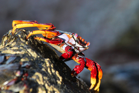 red rock crabの写真素材
