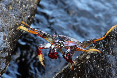 red rock crabの写真素材