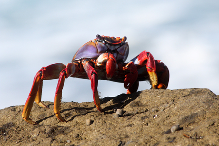 red rock crabの写真素材