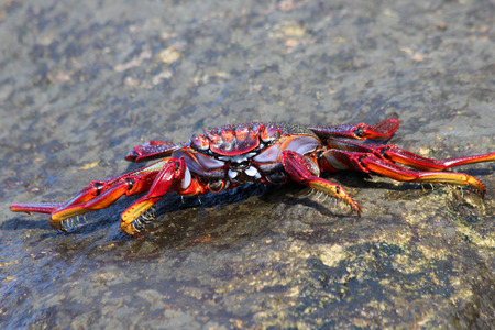 red rock crabの写真素材
