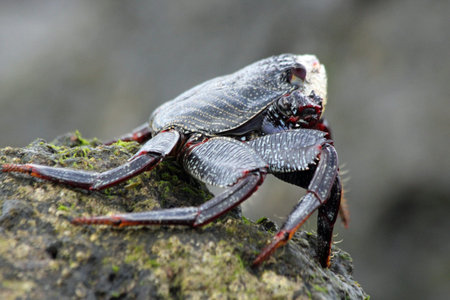 red rock crab