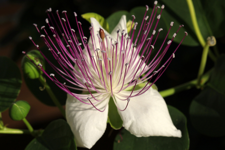 caper bushの写真素材