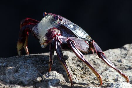 Red rock crabの写真素材