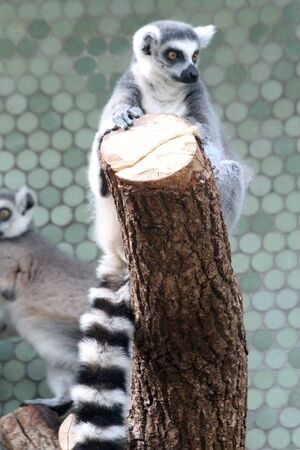 Ring tailed_lemurの写真素材