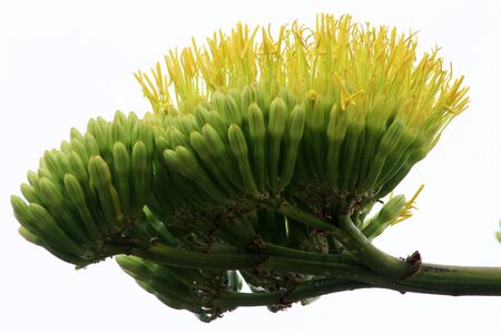 Agave americanaの写真素材