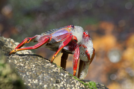 Red rock crab