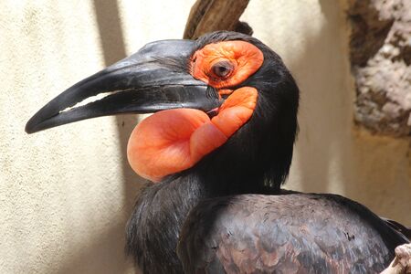 Southern ground-hornbillの写真素材